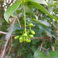 Cordia oblongifolia Thwaites